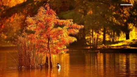 Ducks on Autumn Lake - lakes, nature, ducks, autumn, trees