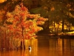 Ducks on Autumn Lake