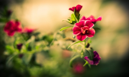 Flowers - flowers, beautiful, red, green