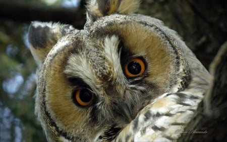 Owl - abstract, bird, predators, photography, wilderness, HD, wild animals, sweet, wilflife, owl, nature, predatory birds, cute, wild, wallpaper