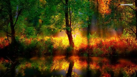 Fall Colors in the Forest - reflections, nature, autumn, forests