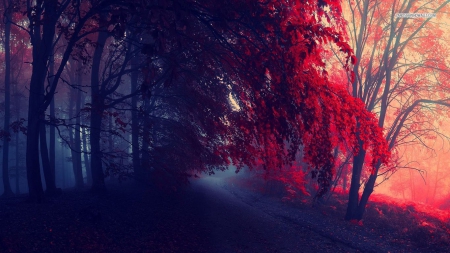 Foggy Red Autumn Forest - red leaves, nature, forests, fog, foggy