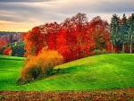 Autumn Colors on Green Field