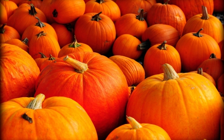 Autumn Pumpkins - pumpkins, fall, autumn, photography