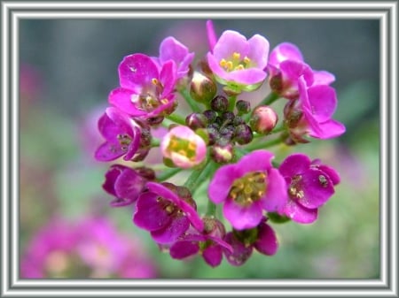 LOBULARIA MARITIMA PINK FLOWERS - nature, flowers, pretty, pink