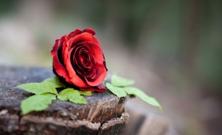 Single Red Rose