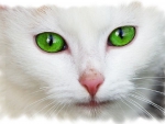 BEAUTIFUL GREEN EYED CAT