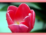 PINK TULIP