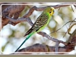 MALE BUDGERIGAR