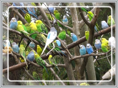 BUDGERIGAR FLOCK - BUDGIES, BEAUTIFUL, FLOCK, BIRD