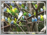 BUDGERIGAR FLOCK