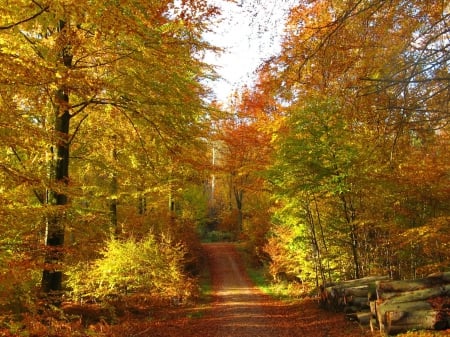 Autumn Road - Autumn, logs, trees, Fall, road