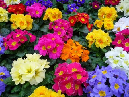 Colorful Primroses - flowers, colorful, primroses, Spring