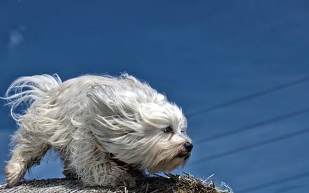 * White dog * - animal, animals, dogs, dog