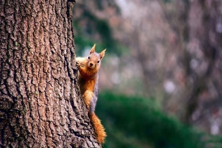 * Squirrel * - tree, animal, animals, squirrel