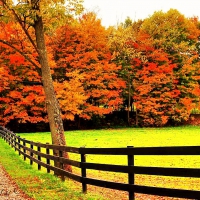 AUTUMN TREES in COURTYARD