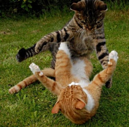 Wrestling cats - kitties, paws, up, fighting