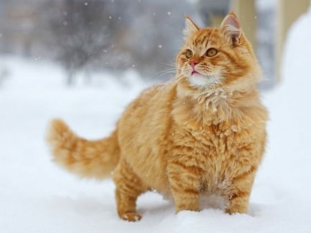 Kitty in the snow - fall, alone, flakes, red, ginger