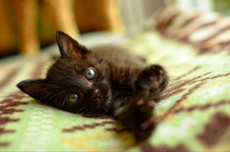 Cute Kitten â™¥ - black cat, adorable, cat, kitty, photography, kitten, beautiful, sweet, cute