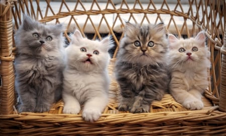 * Kittens * - animal, cute, animals, photo, sweet, kittens, adorable, white, cats, kitten, friends, basket, grey, fluffy