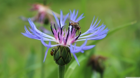 fly on flower - insect, flower, blue, fly