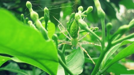 green lynx spider - spider, lynx, leaf, green