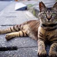 lazy gutter cat