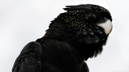 black parrot - black, bird, head, parrot