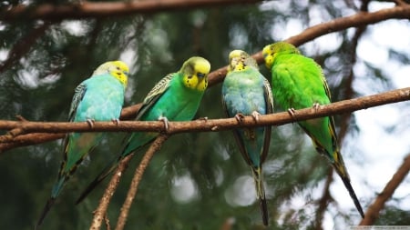 budgies on a branch - blue, branch, green, budgies, birds