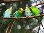 budgies on a branch