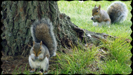 Snack Time - squirrels, animals, cute, photography, nuts