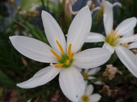 Amazing - Rainlily, flower, Beautiful, pond