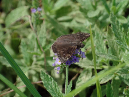 Beautiful - butterfly, flower, natural, beautiful