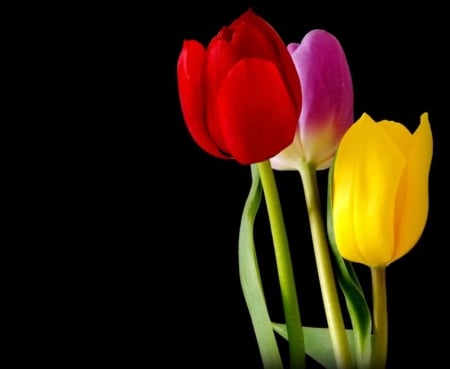 Tulips - nature, colorful, tulips, flowers