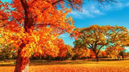 Autumn in the park - trees, sunny, beautiful, colroful, lovely, leaves, fall, autumn, red, day, foliage, park