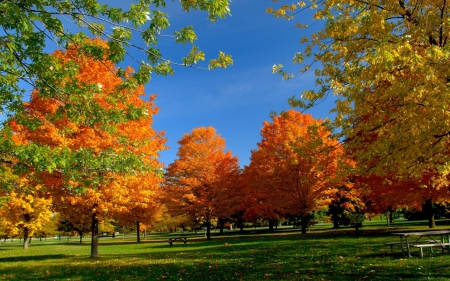 Autumn in a park - autumn, trees, leaves, park, grass