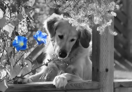 Sad missing - blue, someone, dog, flower, miss