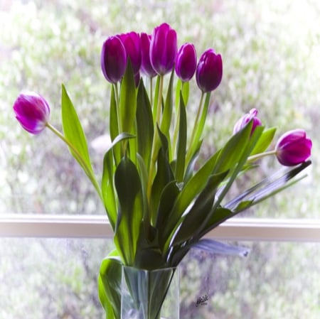 Purple Tulips - purple, beautiful, tulips, bouquet, flowers