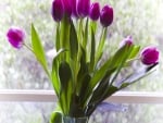 Purple Tulips