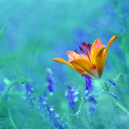 Flowers - nature, flowers, macro, beautiful