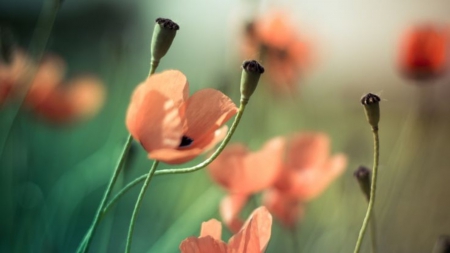 Poppies - nature, macro, field, flowers, poppies