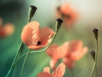 Poppies