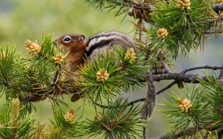 Squirrel - needles, squirrel, branch, animal, green, tree, cute, cone pine