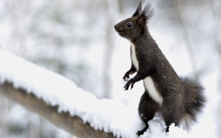 Squirrel - tail, squirrel, branch, winter, black, white, snow, animal, cute