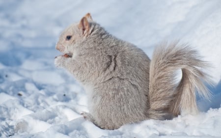 Squirrel - white, animal, squirrel, winter, cute, snow