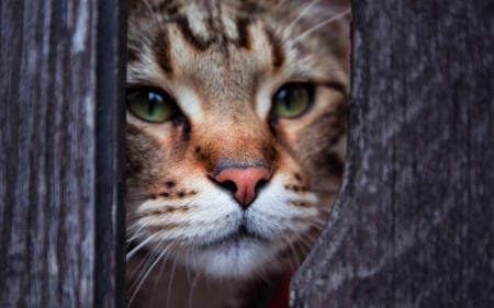 Curiosity - animal, funny, cute, fence, cat, wood