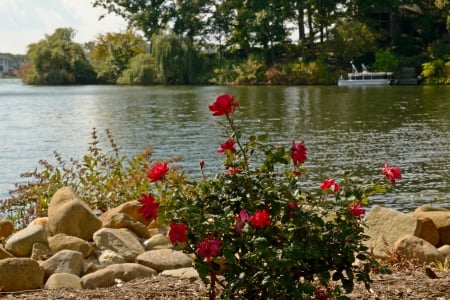 Beautiful Lake View - peaceful lake, lake view, rosy, scenic lake, beautiful lake view, red rose, serene lake