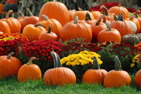 Pumpkins and Mums