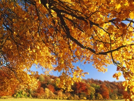 Field Maple in Autumn - fall, colors, tree, leaves