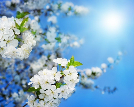 Spring - nature, sky, flowers, spring